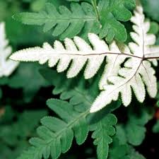 Image result for Cheilanthes