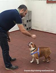 As you will see, off leash k9 training is one of the most highly rated and reviewed dog training businesses in the country, if you are interested in opening a location in your area or looking for training, email us: Easy Bulldog Training Step By Step Guide