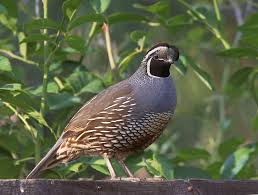 Image result for quail