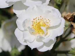 Rambling roses have stems (canes) which are more flexible than the climbers, so they are much easier to train on a trellis, over an archway, or even across the ground as a beautiful ground cover. Ramblerrose Rambling Rector Expertenwissen Zu Dieser Rose