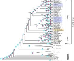 Image result for Ochna hackarsii