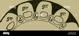 Image result for Selaginella goudotiana