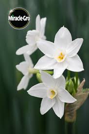 This is an easy project to bring the outdoors inside your home. Give These Flowers A Little Drink Of Alcohol To Keep Their Stalks From Growing Too Tall How S That F Growing Plants Indoors Easy Plants To Grow Winter Flowers