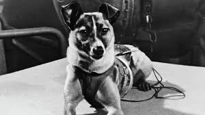 Laika Was The First Animal In Space Space Dog Space Animals Soviet Space Dogs