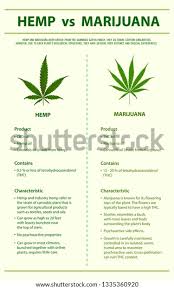 It can be used to make a . Hemp Vs Marijuana Vertical Infographic Illustration Stock Vector Royalty Free 1335360920