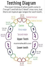 Teething And Your Baby Symptoms And Remedies Abel And