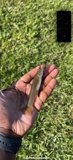 Any one know what kind of fish this is came out of fresh water