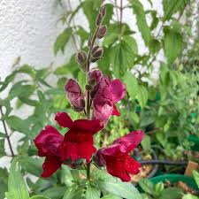 Image result for Antirrhinum