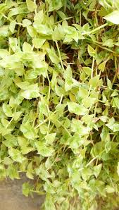 Image result for Arthraxon