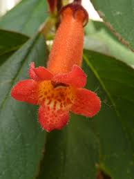 Image result for Gesneriaceae