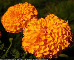 Flower Show Flowers Marigold