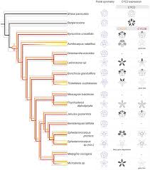 Image result for Triaspis macropteron