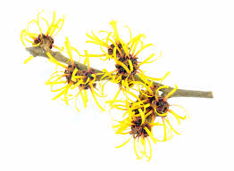 Witch Hazel Definition And Meaning Collins English Dictionary