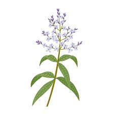 Image result for Aloysia