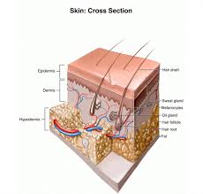 People can use homeopathic medicines for boils but knowing the symptoms and a doctor consultation for applying this directly onto the boil and its nearby area would heal boils faster. Uhs Health Topic Boils And Carbuncles