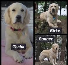 Licensed breeders for over 15 years and as the new dog breeding law requires holding a 5 star licence. Stoney Acres Retrievers English Cream Retrievers