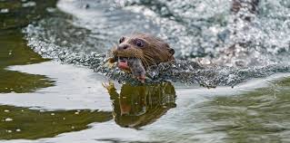 They will go through every inch of your home, finding and playing with. A Guide To Legally Owning And Caring For A Pet Otter Pethelpful By Fellow Animal Lovers And Experts