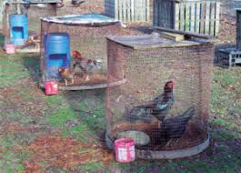 We did not find results for: Selective Breeding How To Breed Chickens Backyard Poultry