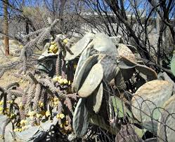 This is one plant that can grow in the hottest part of your garden, so do not hesitate to plant it in a hot spot. Impact Of Freeze On Prickly Pear Population Find An Outlet