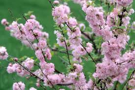 Rejuvenation pruning involves cutting the shrub down to ground level (or slightly higher). How To Turn A Shrub Into A Tree Hgtv