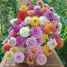 Image result for Dahlia sp. (cultivar)