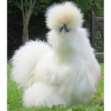 Id go with the pullets.b/c if you go straight run youd get atlest 50% roosters or more.an unless you want to eat them.you wouldnt be getting your moneys worth from straight run chicks. Cackle Hatchery White Silkie Bantam Chicken Straight Run Male And Female 305 Blain S Farm Fleet