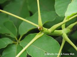 Image result for Cynanchum ellipticum