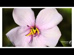 Image result for Dissotis multiflora