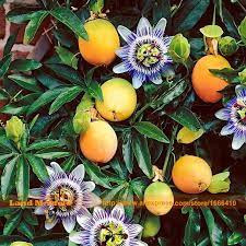 Organic Fruits Yellow Passionfruit Seed Rare Passiflora Climbing Flowers 20 Seeds Pack Easy Care Plant Passion Flower Plant Passion Fruit Plant Fruit Plants