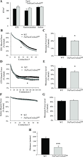 Learn about gastrocnemius and soleus with free interactive flashcards. Muscle Function In Young Tnifastcresod2 Fl Fl Mice A Maximum Download Scientific Diagram