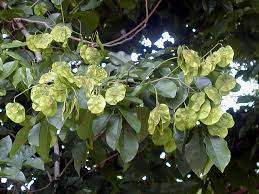 Image result for Pterocarpus