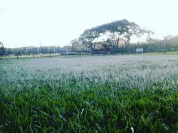 Cidades ficam branquinhas de gelo e telespectadores da rpc registram imagens; Geada Em Curitiba Pr Categoria Noticias Climatempo