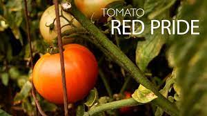 Strong, vigorous plants consistently yield good amounts of bright red, smooth, deep oblate tomatoes weighing up to 10 ounces each. Tomato Red Pride P Allen Smith Home Grown Collection Youtube