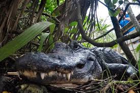 See more of alligators on facebook. Alligators Can Regrow Their Tails If They Re Cut Off A Study Found