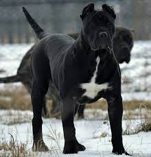 The annual cost of owning a presa canario puppy Perro De Presa Canario Vs Gran Mastin De Borinquen Breed Comparison
