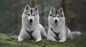 Siberian Husky Wolf Mix Can You Own An Exotic Wolfdog Hybrid