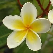 Different Types Of Flowers With Pictures Types Of Flowers Different Types Of Flowers Indian Flowers