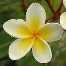 Anybody know what the 15 types of flowers are? Different Types Of Flowers With Pictures Types Of Flowers Different Types Of Flowers Indian Flowers