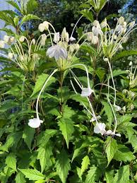 Image result for Clerodendrum incisum