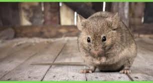 Left and right arrows move across top level links and expand / close menus in sub levels. Rats In The Attic Read This Before Calling Pest Control Atticare