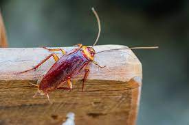 You can identify a roach typically by its color and shape. How To Keep Cockroaches Away In The Winter Terminix