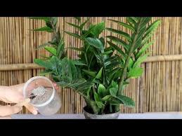 一粉和一水 养中秋后的金钱树 再 合时宜 不过了 youtube growing plants green