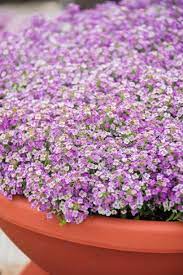 Check spelling or type a new query. 15 Best Balcony Plants Apartment Balcony Plant Ideas