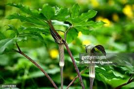 Image result for Arisaema mildbraedii