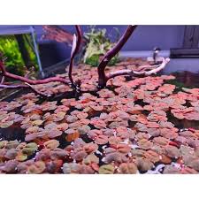 Image result for Rotala fluitans