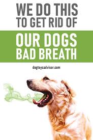 Try This For Bad Dog Breath And Turn Those Puppy Kisses From Smelly To Sweet This Is How You Can Fix Your Dog Bad Dog Breath Dog Breath Dog Bad Breath