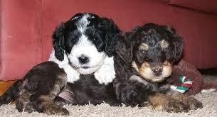 Black And White Parti Aussiedoodle Black And White Parti Labradoodle And A Chocolate Phantom Labradoodle Australian Labradoodle Labradoodle Animals