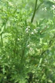 Santa Maria feverfew