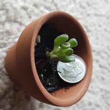 Check spelling or type a new query. How To Quickly Root Propagate Succulents From Leaves 8 Steps With Pictures Instructables