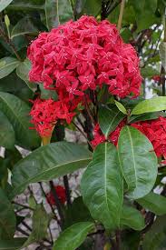 Image result for Ixora praetermissa